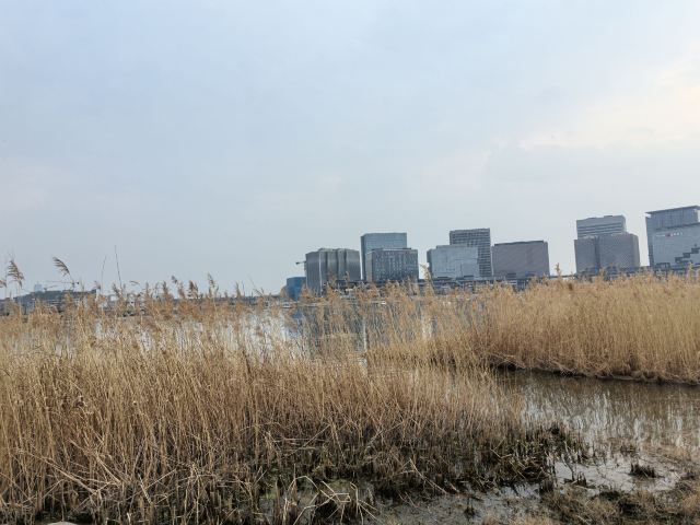龙湖金融岛-东北广场旅行图片 3