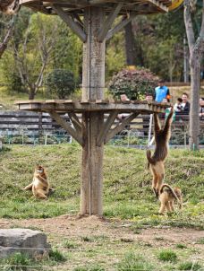 秦岭四宝科学公园-周至-爱吃香菜的耶耶
