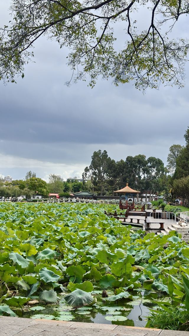 大观公园旅行图片 6