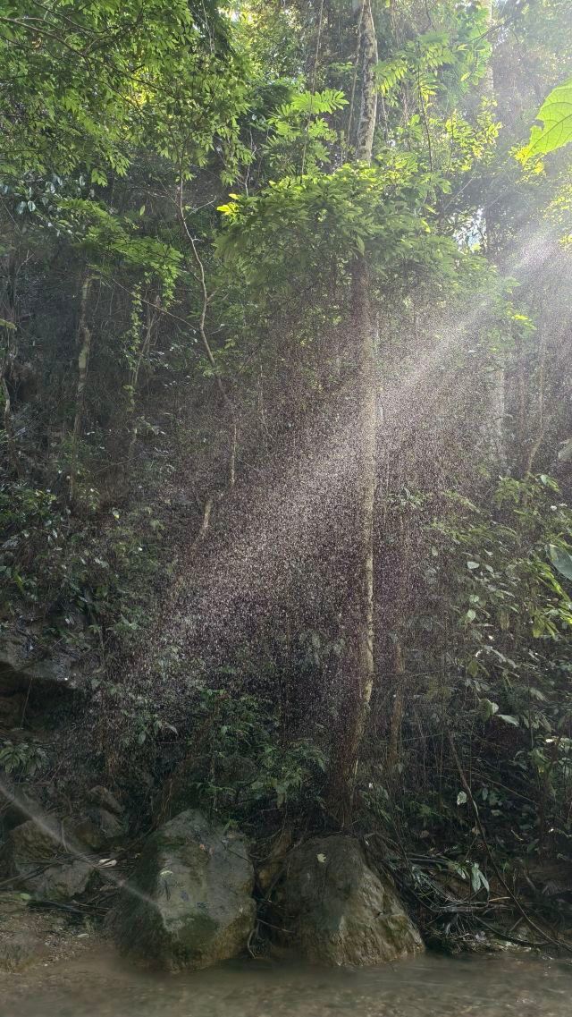 基诺山幽河谷雨林旅行图片 4