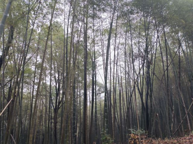 潜山国家森林公园旅行图片 13