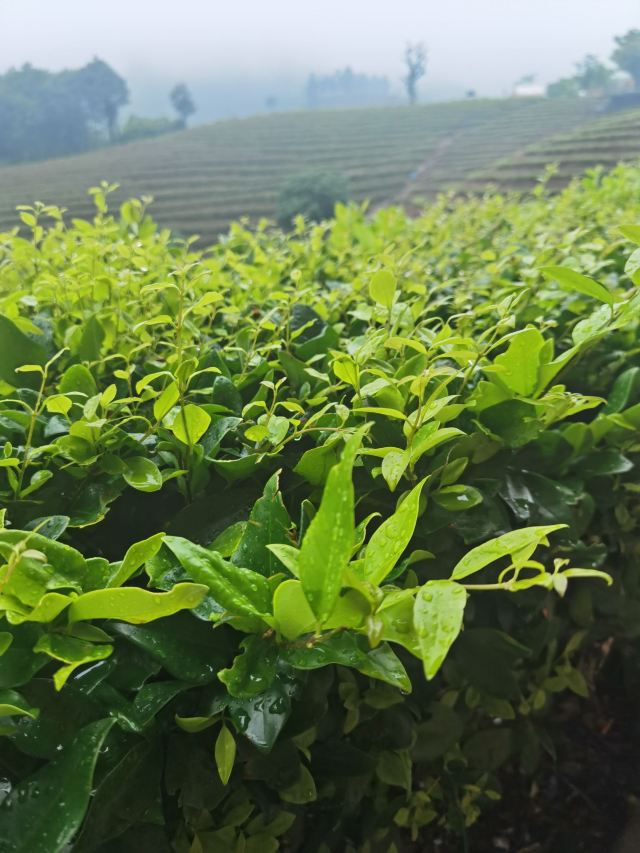 白茶原·安吉白茶观景平台旅行图片 6