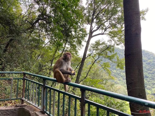 黔灵山公园旅行图片 5