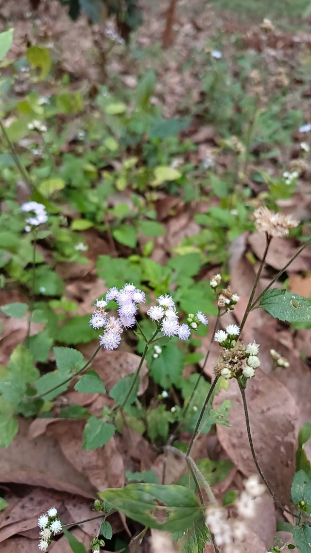 基诺山雨林徒步旅行图片 9
