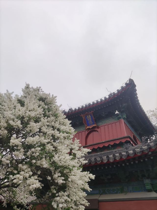 智化寺旅行图片 5