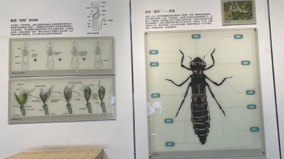 下渚湖國家濕地公園科普館