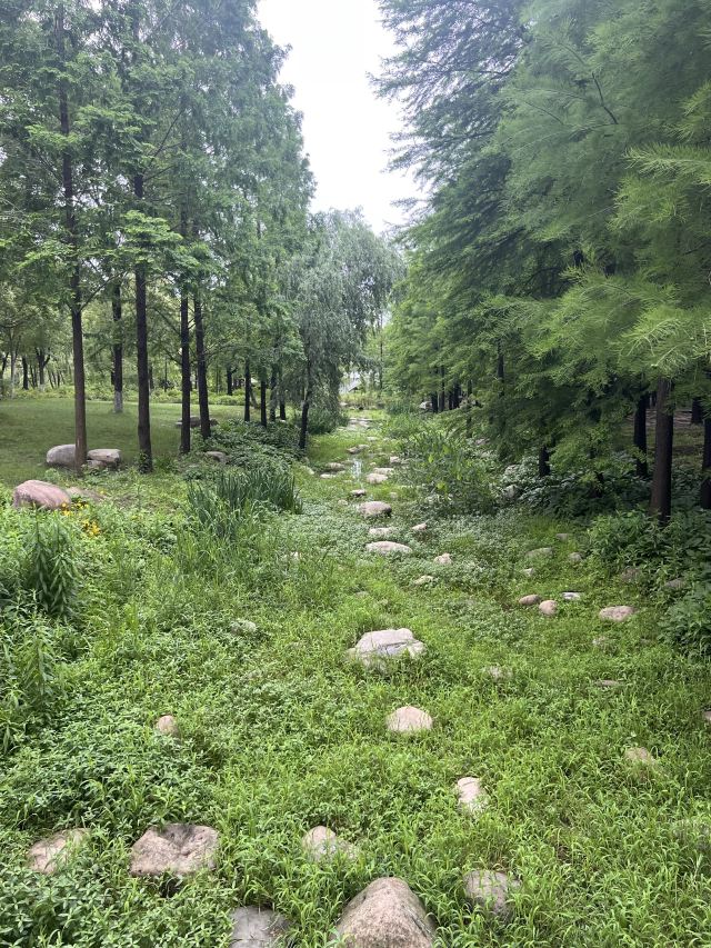 浦江森林公园旅行图片 1