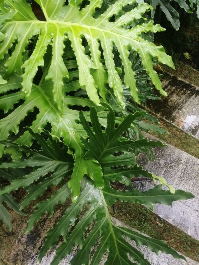 南宁市金花茶公园旅行图片 3