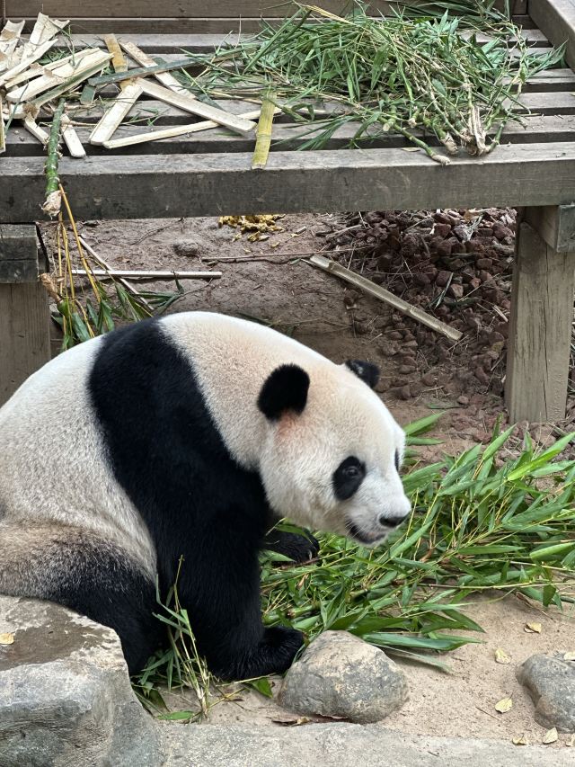 長隆野生動物世界
