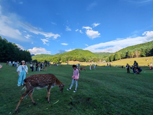 飞泷金山鹿苑旅行图片 3