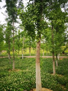 汉长安城未央宫国家考古遗址公园-西安-娴雅小溪