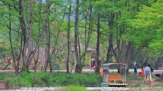 海菜花濕地