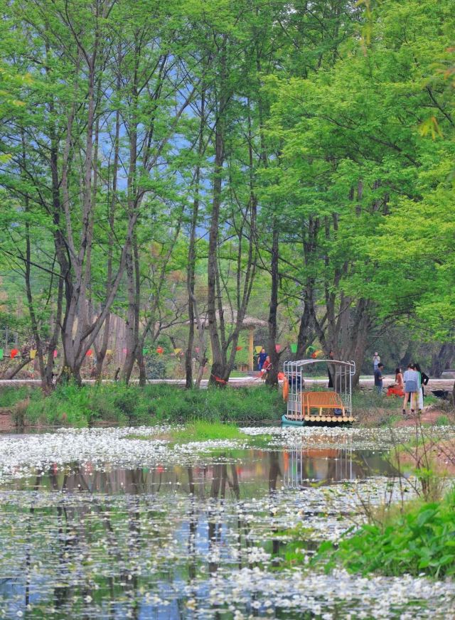 海菜花湿地旅行图片 5