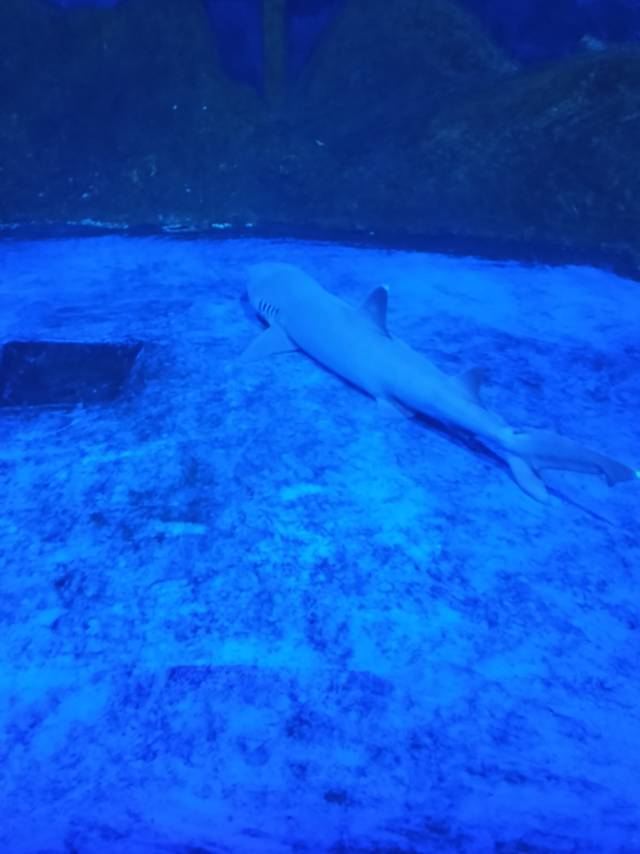 秦皇岛新澳海底世界旅行图片 3