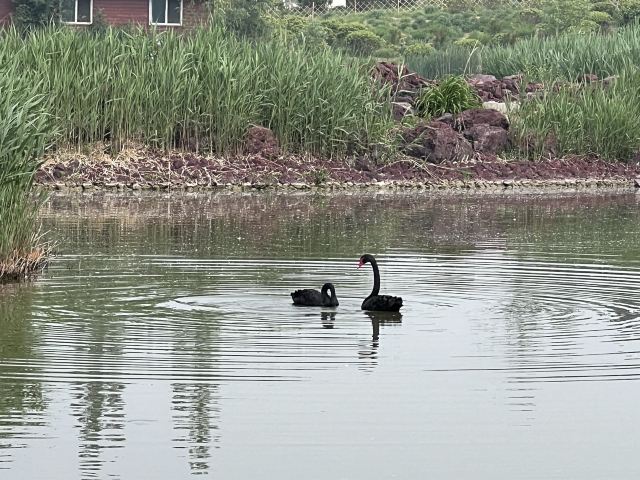 北京温榆河公园·湿地示范-芸上梯田旅行图片 7