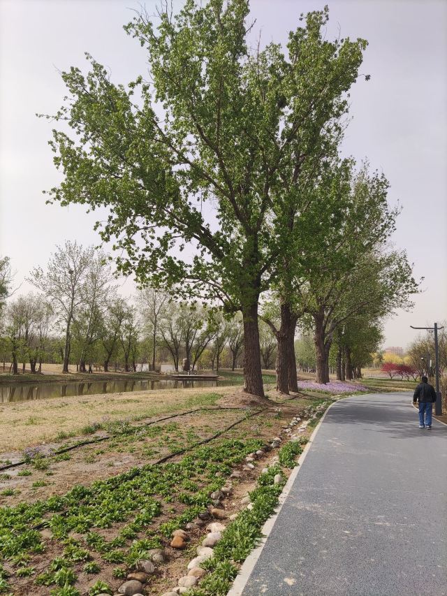南苑森林湿地公园旅行图片 14