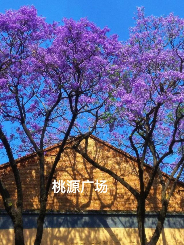 桃源广场旅行图片 3