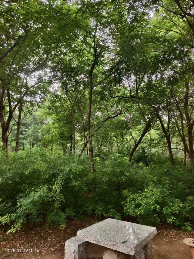 老山城市休闲公园旅行图片 10