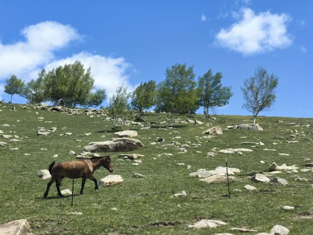 黄岗梁国家森林公园旅行图片 3