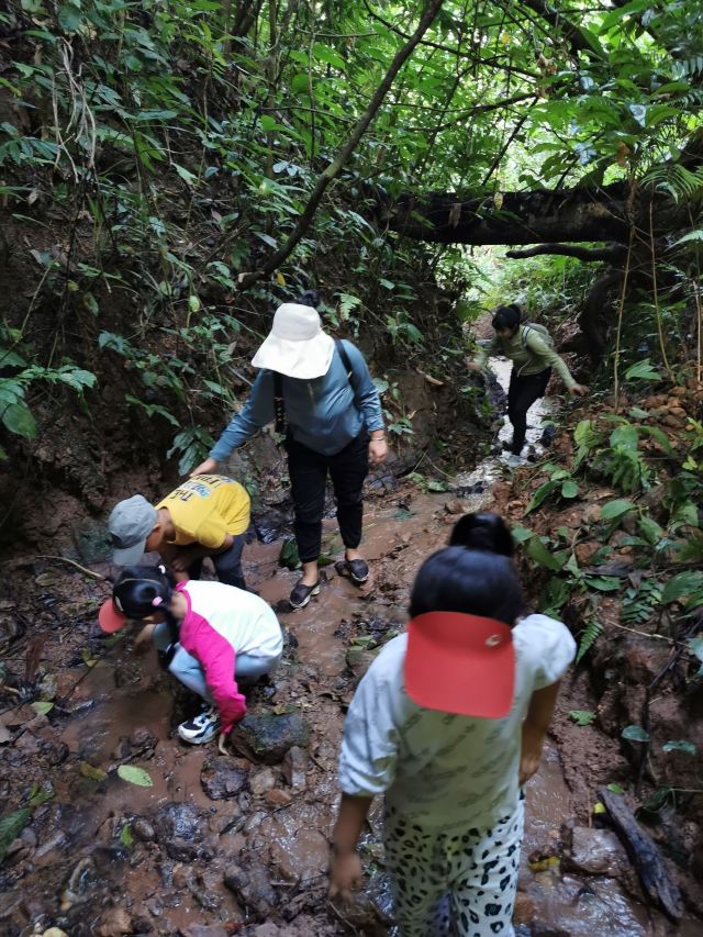 基诺山达娘雨林徒步旅行图片 10