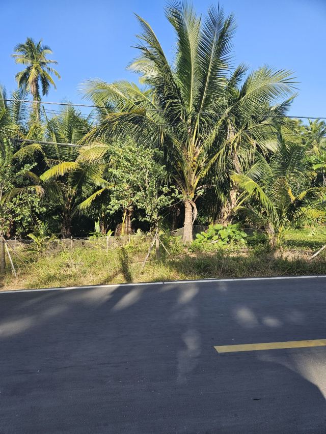 东郊椰林风景名胜区旅行图片 1
