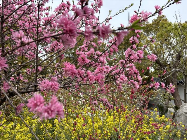 上海南汇桃花村旅行图片 5