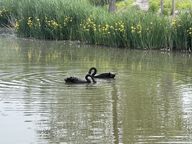 北京温榆河公园·湿地示范-芸上梯田旅行图片 5