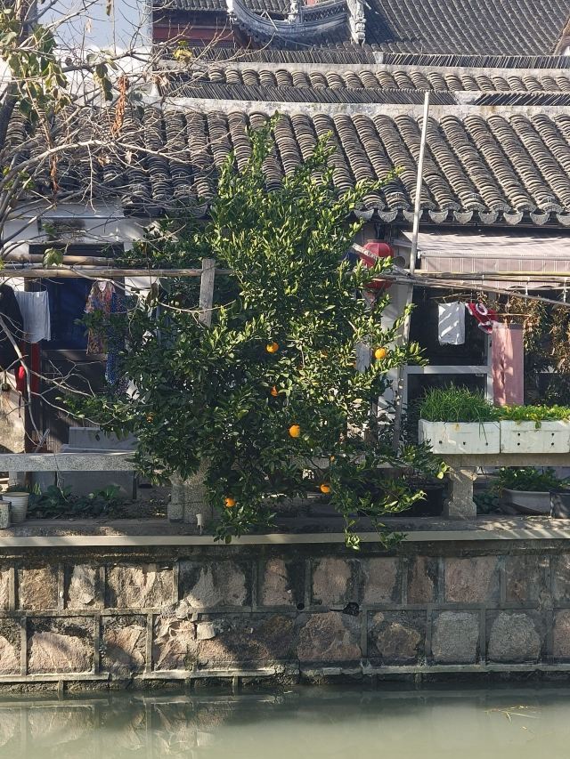 枫泾古镇旅行图片 4