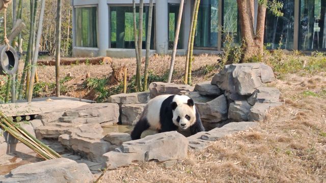 岳阳中华大熊猫苑旅行图片 1