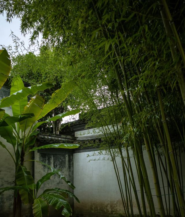 青藤书屋旅行图片 1