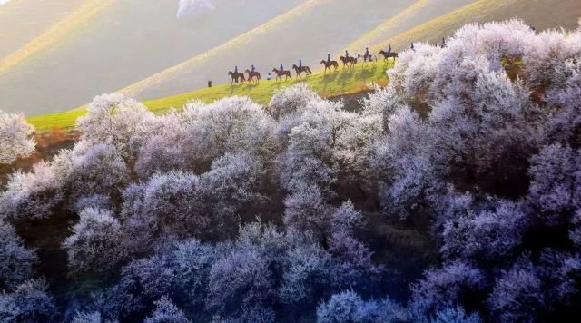 那拉提杏花谷旅行图片 5