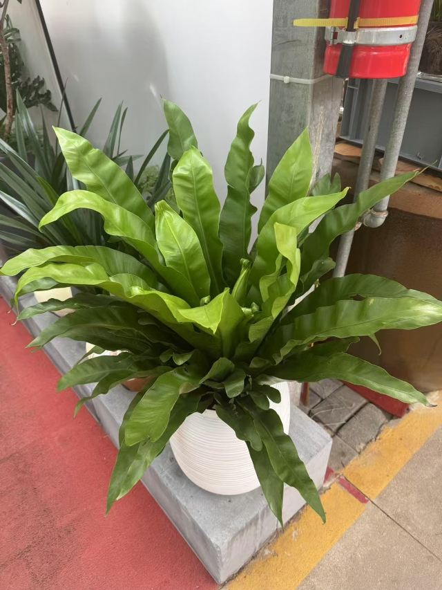 邯郸植物园旅行图片 1
