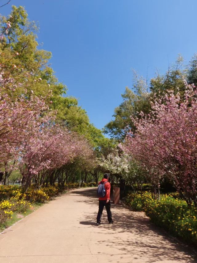 大观公园旅行图片 6