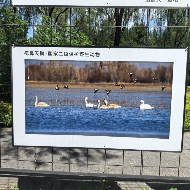野鸭湖国家湿地公园旅行图片 2
