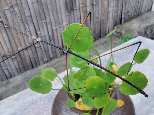 桐木关双泉寺旅行图片 3