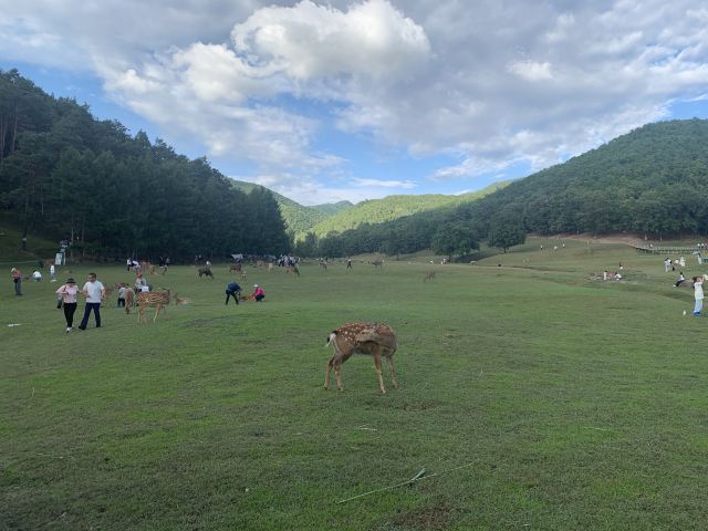 飞泷金山鹿苑旅行图片 1