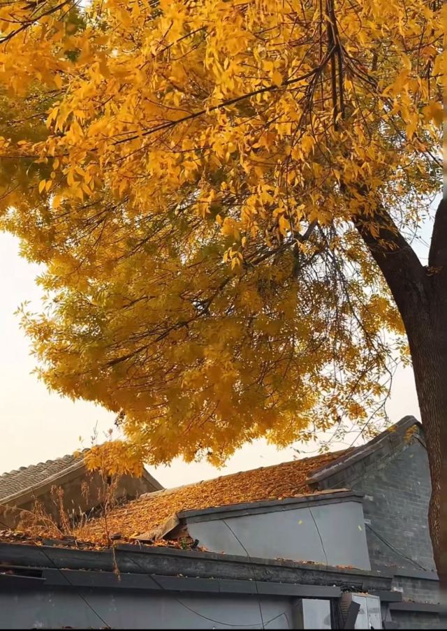 北锣鼓巷旅行图片 3