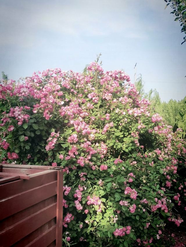 邯郸植物园旅行图片 1