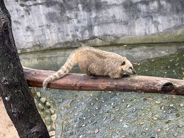 西霞口神雕山野生动物世界奇遇乐园旅行图片 4