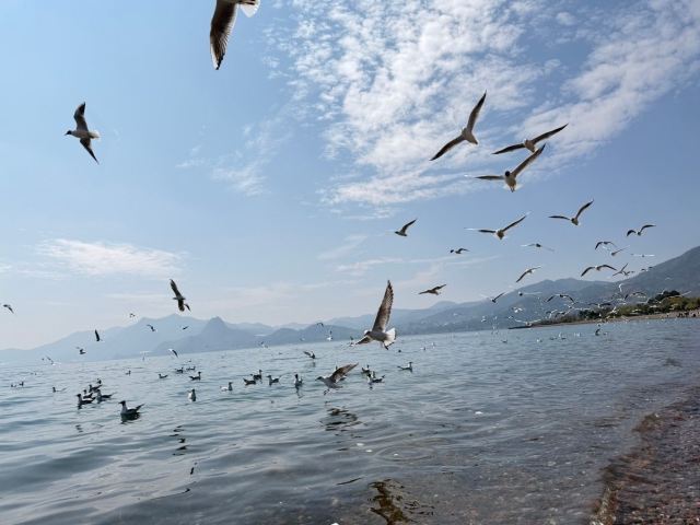 抚仙湖公园海滩公园旅行图片 8