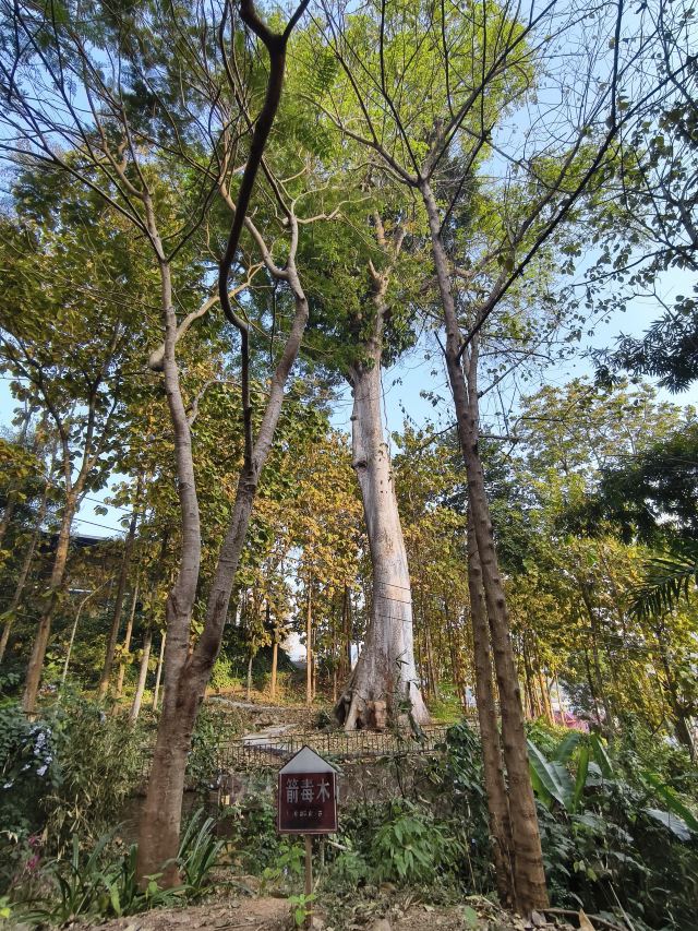 勐腊县瓦龙总佛寺旅行图片 4