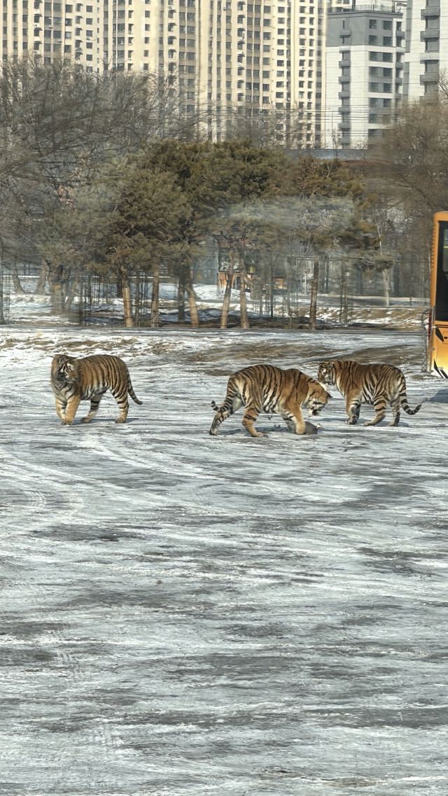 东北虎林园旅行图片 2
