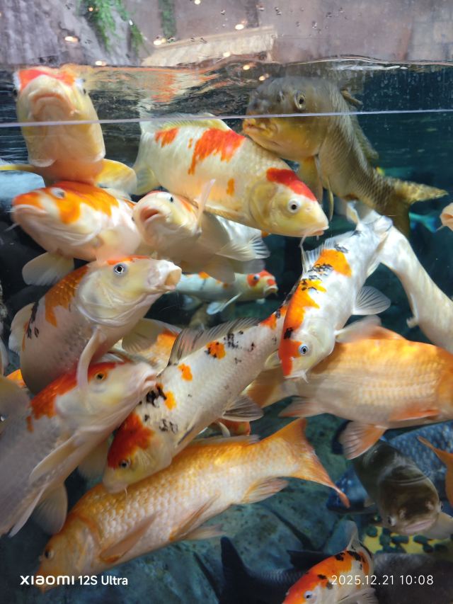 上海海洋水族馆旅行图片 4