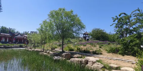 夏津黃河故道森林公園