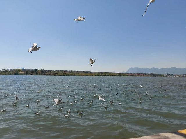 大观公园旅行图片 7