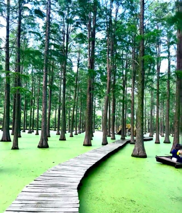 渌洋湖湿地公园生态园旅行图片 3