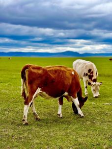 贡格尔草原-克什克腾旗-YoYo_1C4Z4P9C