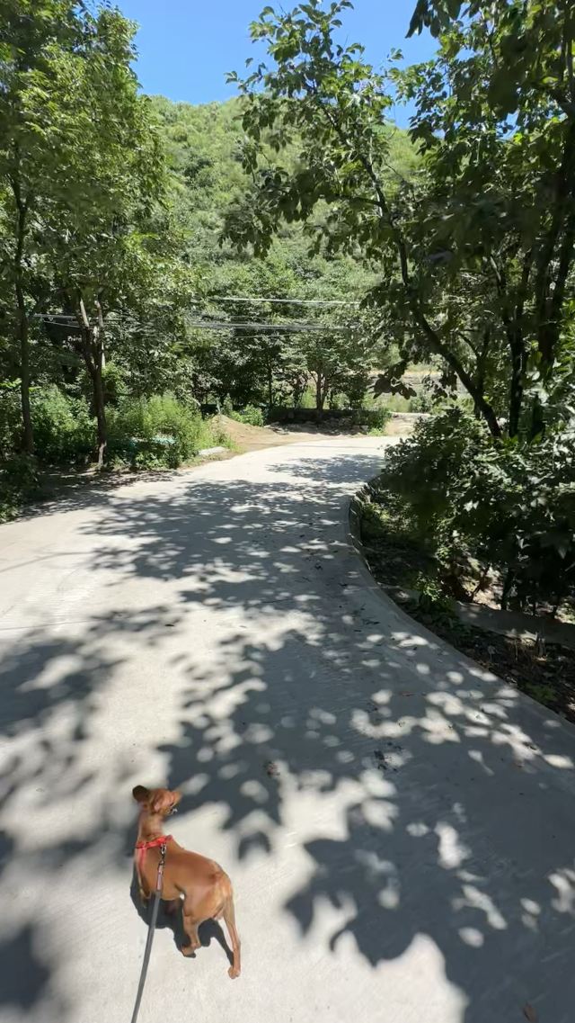 翠华山自然风景区旅行图片 1