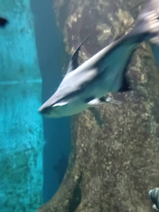 秦皇岛新澳海底世界旅行图片 2