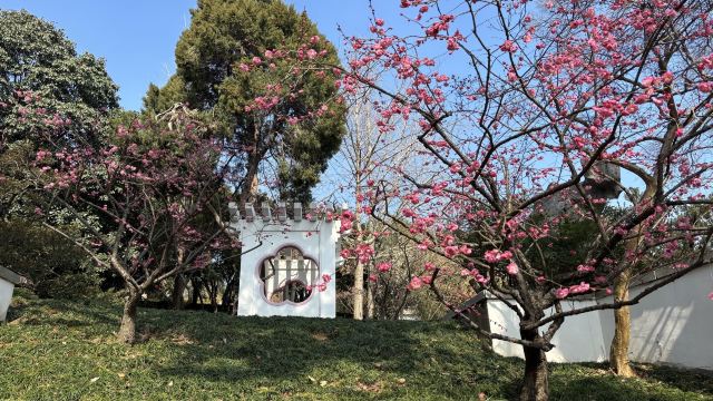 荣氏梅园旅行图片 1